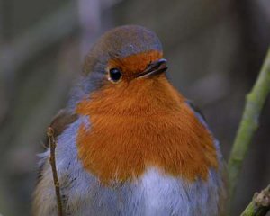 Robin on Christmas day