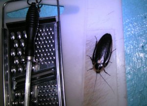 Big Cockroach