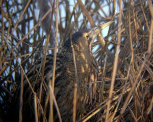 Bittern