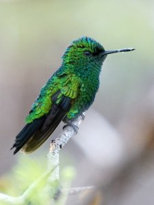 Blue-tailed Emerald Hummingbird, on Curacao