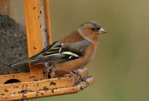 Chaffinch