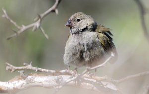 Black-faced Grassquit (female) on Curacao, N.A.