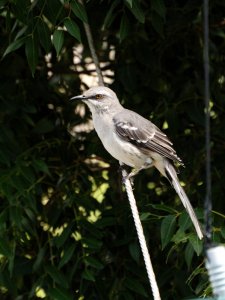 Tropical Mockingbird on Curacao