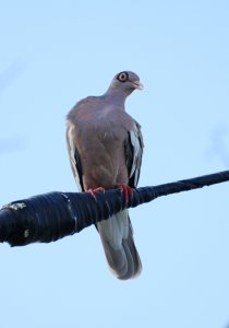 Bare-eyed Pigeon on Curacao