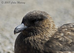 Falkland Skua Portrait