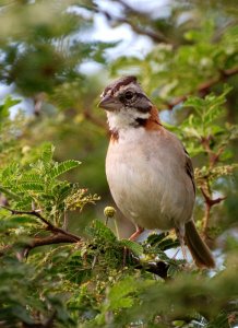 Rufous-Collared Sparrow, Curacao N.A.