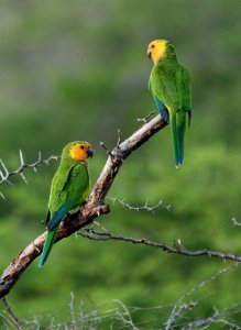 Caribbean (Brown-throated) Parakeets on Curacao