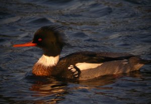 Red-breasted Merganser