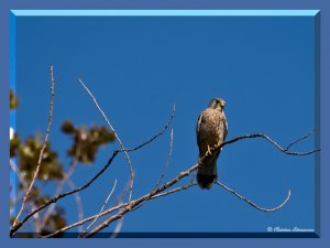 Common Kestrel