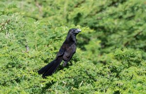 Groove-billed Ani on Curacao