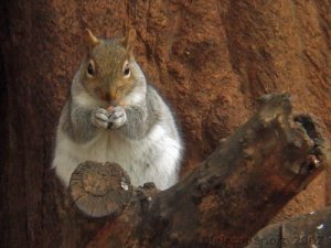 Grey Squirrel