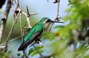 Blue-tailed Emerald Hummingbird, on Curacao