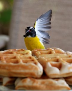 Bananaquit: "Who Wants Waffles?" "I do, I do!"