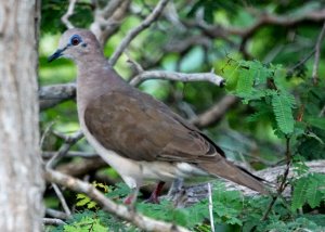 White-tipped (White-faced) Dove on Curacao