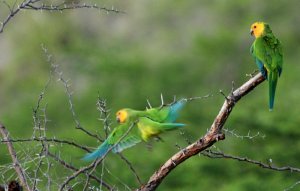 Caribbean (Brown-throated) Parakeets on Curacao