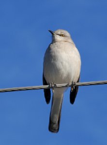 Northern Mockingbird in the cold