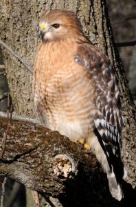 Red-shouldered Hawk in Ohio