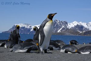 King Penguins, Salisbury Plain