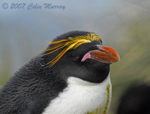 Macaroni Penguin Portrait