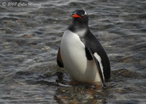 A plump Penguin