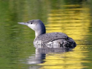 Red-throated Diver