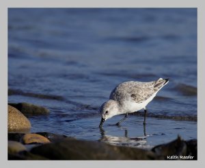 Sanderling