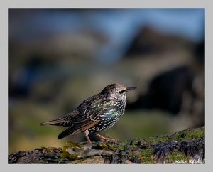 Starling