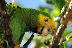 Yellow shouldered Parrot