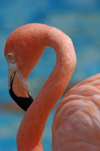 Caribbean Flamingo, Phoenicopterus ruber