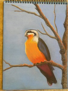 Collared Falconet