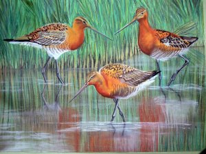 Black Tailed Godwits