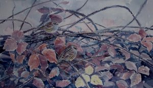 Dunnocks in brambles