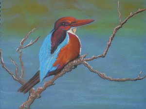 White Throated Kingfisher