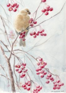 Pine Grosbeak and Crab Apple