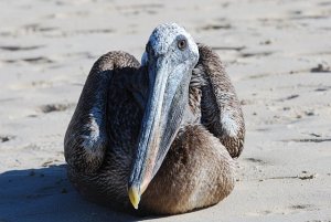 Brown Pelican, Pelecanus occidentalis