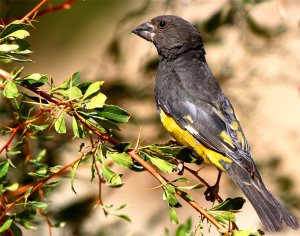 White winged grosbeak