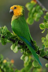 Caribbean Parakeet, Brown-throated Parakeet, Aratinga pertinax