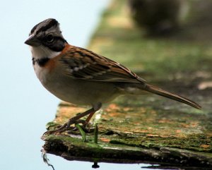 Rufous-collared Sparrow, Zonotrichia capensis