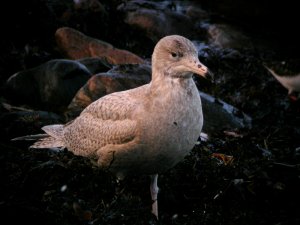 Glaucous Gull