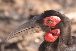 Southern Ground Hornbill