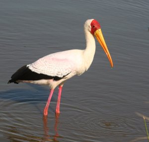 Yellow-Billed Stork