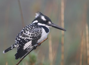 Pied Kingfisher