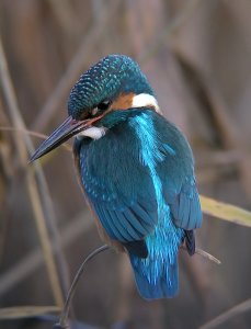 Digiscoped Kingfisher