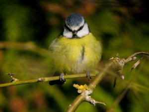 Chilly Blue Tit