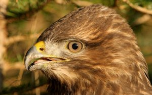 Buzzard portrait