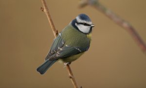 Blue tit