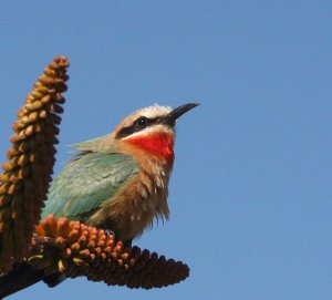 White-fronted Bee-eater