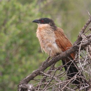 Burchell's Coucal