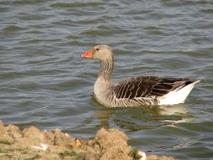 Greylag Goose