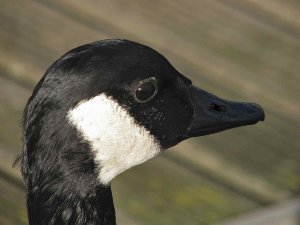 Canada goose